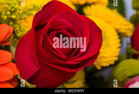 Macro closeup di red rose bloom con fiori gialli in background Foto Stock