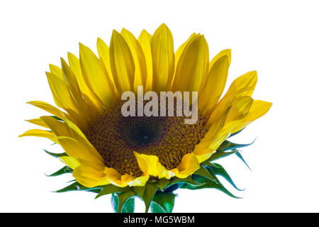 Unico fiore Helianthus comunemente noto come piccoli semi di girasole aganist un backround bianco Foto Stock