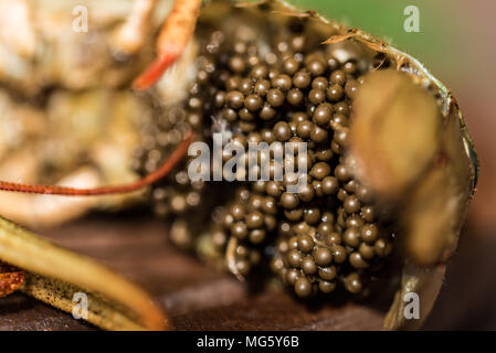 Materie impreparati aragosta con caviale e aneto su sfondo di legno Foto Stock