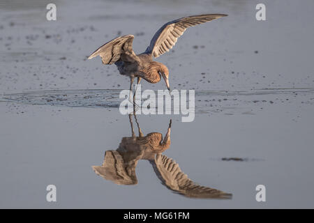 Garzetta rossastra Florida Foto Stock