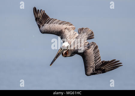 Brown Pelican Diving Florida Foto Stock