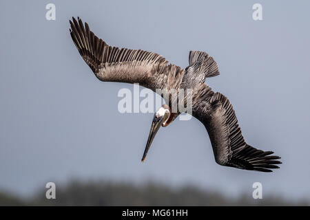 Brown Pelican Diving Florida Foto Stock