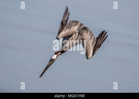 Brown Pelican Diving Florida Foto Stock