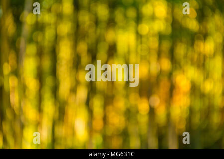 Immagine di sfondo di offuscata boschetto di bambù in giornata soleggiata closeup Foto Stock