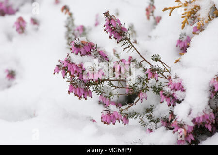 Giardino fiorito heather nella neve. Marzo. Sussex, Regno Unito. Foto Stock