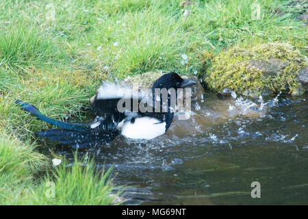 Gazza, Eurasian gazza, Pica pica. La balneazione nel laghetto in giardino, Sussex, Regno Unito. Marzo Foto Stock