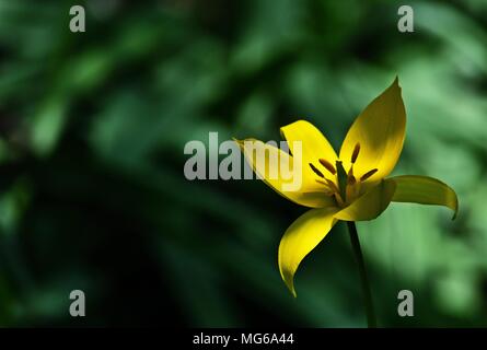 Tulipano selvatico (Tulipa sylvestris) Foto Stock