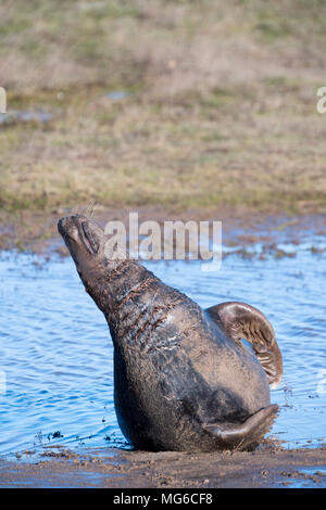 Donna Nook, Lincolnshire, Regno Unito - Nov 16: grigio di una guarnizione di tenuta che giace nei fondali bassi sbadigli & tratti 4 di 4 su 16 Nov 2016 a Donna Nook santuario di tenuta Foto Stock