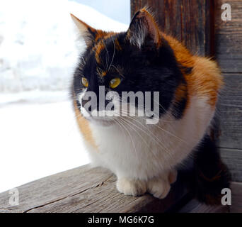 Bianco e zenzero con gatto nero il viso e gli occhi gialli Foto Stock