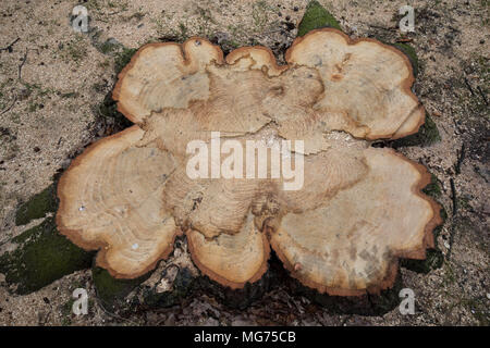 14 marzo 2018, Germania Amburgo: il moncone di un castagno abbattuti nel Parco Moorweide alla Stazione di Dammtor. Alcuni del parco di castagni nella parte anteriore della Stazione di Dammtor, alcuni più di cento anni di età, dovevano essere abbattuti a causa di una infezione con un batterio del tipo di Pseudomonas. Foto: Christian Charisius/dpa Foto Stock