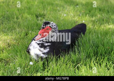 Un anatra muta - Cairina moschata seduto in terra di prato, muskavyduck Foto Stock