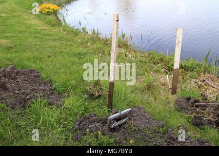 Sbarazzarsi di mole peste a prato con mole trappole Foto Stock