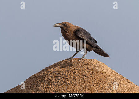 Brown a collo di Corvo Imperiale (Corvus ruficollis), Boa Vista, Capo Verde Foto Stock