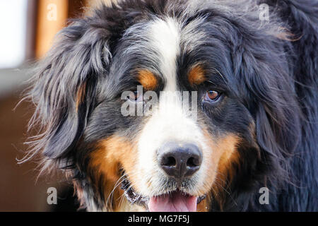 Bovaro del Bernese guardare fuori Foto Stock