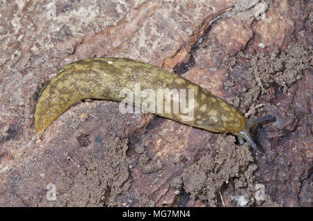 Irlandese Slug giallo (Limacus maculatus). Limacidae. Sussex, Regno Unito Foto Stock