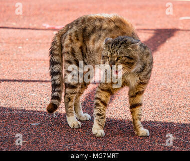 Un alley cat, inarcando la schiena in una posizione minacciosa Foto Stock