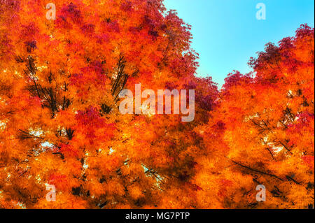 Un tripudio di colori autunnali adornano le cime dei due alberi Foto Stock