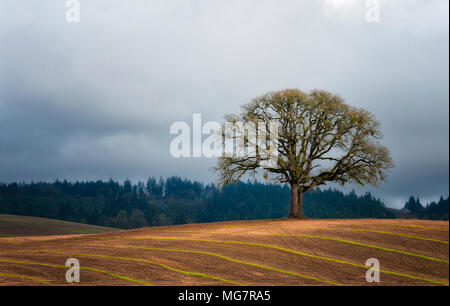 Un lone White Oak tree sorge sulla sommità di una collina di rotolamento campo agricolo in Yamhill County, Oregon Foto Stock