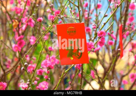 Fiore di Ciliegio alberi con Lai vedere buste rosse per il Capodanno cinese di Hong Kong, Cina, Sud Est asiatico Foto Stock