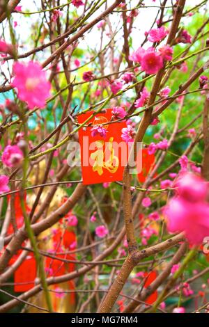 Fiore di Ciliegio alberi con Lai vedere buste rosse per il Capodanno cinese di Hong Kong, Cina, Sud Est asiatico Foto Stock