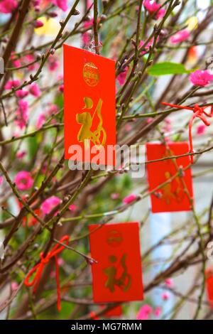 Fiore di Ciliegio alberi con Lai vedere buste rosse per il Capodanno cinese di Hong Kong, Cina, Sud Est asiatico Foto Stock