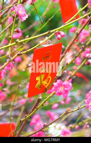 Fiore di Ciliegio alberi con Lai vedere buste rosse per il Capodanno cinese di Hong Kong, Cina, Sud Est asiatico Foto Stock