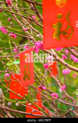 Fiore di Ciliegio alberi con Lai vedere buste rosse per il Capodanno cinese di Hong Kong, Cina, Sud Est asiatico Foto Stock