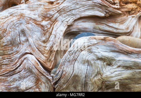 In prossimità delle linee di interessanti e rocce e su un grande pezzo di driftwood sulle rive delle isole di Oregon Wildlife Refuge su Oregon Coast. Foto Stock