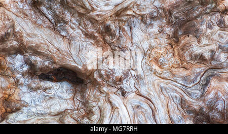 In prossimità delle linee di interessante su un grande pezzo di driftwood sulle rive delle isole di Oregon Wildlife Refuge su Oregon Coast. Foto Stock