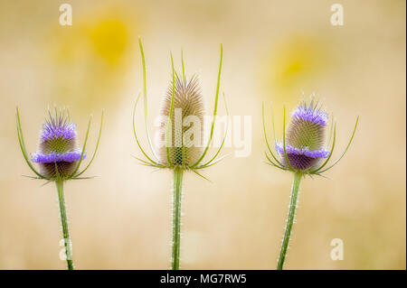 Primo piano di tre il cardo selvatico e teste Foto Stock