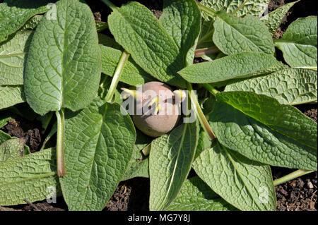 La piantagione chitted Desiree red maincrop tuberi seme di patate in un orto trincea con un letto di foglie di comfrey per fertilizzare le piante. Foto Stock