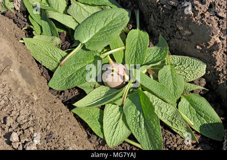 La piantagione chitted Desiree red maincrop tuberi seme di patate in un orto trincea con un letto di foglie di comfrey per fertilizzare le piante. Foto Stock