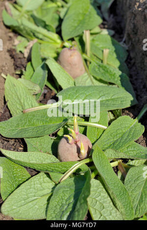 La piantagione chitted Desiree red maincrop tuberi seme di patate in un orto trincea con un letto di foglie di comfrey per fertilizzare le piante. Foto Stock