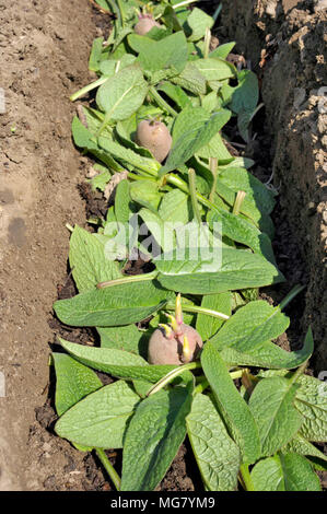 La piantagione chitted Desiree red maincrop tuberi seme di patate in un orto trincea con un letto di foglie di comfrey per fertilizzare le piante. Foto Stock