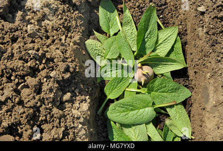 La piantagione chitted Desiree red maincrop tuberi seme di patate in un orto trincea con un letto di foglie di comfrey per fertilizzare le piante. Foto Stock