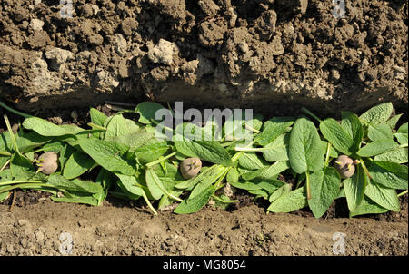 La piantagione chitted Desiree red maincrop tuberi seme di patate in un orto trincea con un letto di foglie di comfrey per fertilizzare le piante. Foto Stock