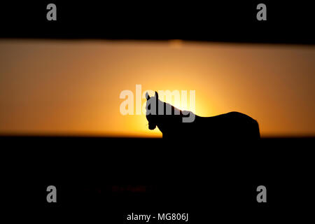 Silhouette di Morgan cavallo pascolo nel campo all'alba Foto Stock