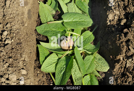 La piantagione chitted Desiree red maincrop tuberi seme di patate in un orto trincea con un letto di foglie di comfrey per fertilizzare le piante. Foto Stock