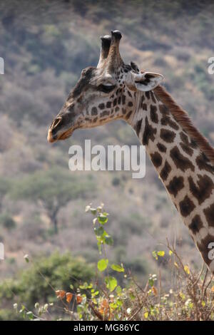 La testa e il collo di una giraffa Foto Stock