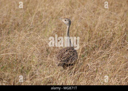 Kori Bustard a piedi attraverso le erbe secche nel cratere Ngorogoro Parco Nazionale Foto Stock