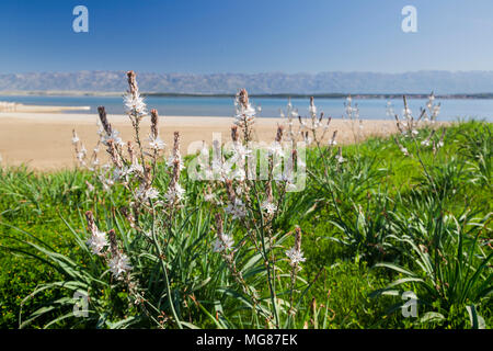 Asphodelus ramosus, noto anche come ramificato asphodel fron Nin, Croazia Foto Stock