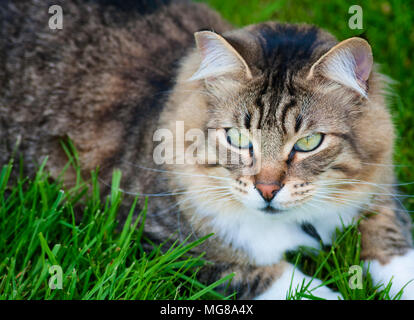 Una chiusura di BoBo il Gatto sdraiato in erba verde. Foto Stock