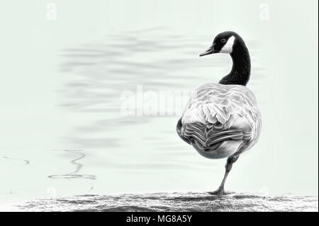 Canada Goose in appoggio una gamba mentre in piedi su un registro al bordo del fiume. Foto Stock