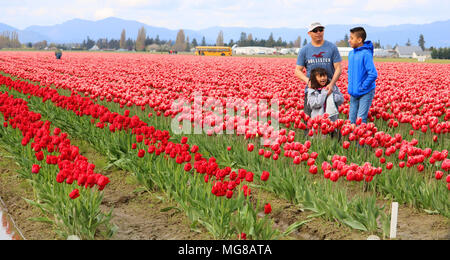 Un padre e i suoi due bambini in un campo di tulipani in Skagit Valley Tulip Festival in Mount Vernon, Washington, Stati Uniti d'America. Foto Stock