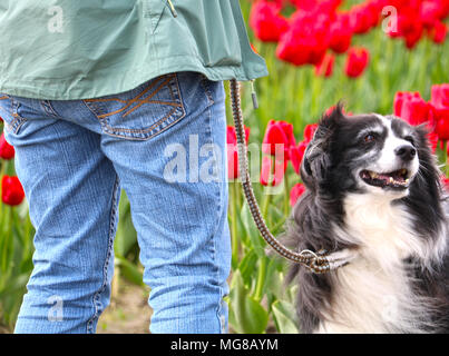 Un Border Collie al guinzaglio presso la Skagit Valley Tulip Festival in Mount Vernon, Washington, Stati Uniti d'America. Foto Stock