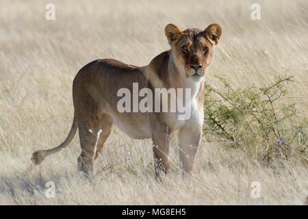 Leonessa (Panthera leo) in piedi in erba secca, avviso, il Parco Nazionale di Etosha, Namibia Foto Stock