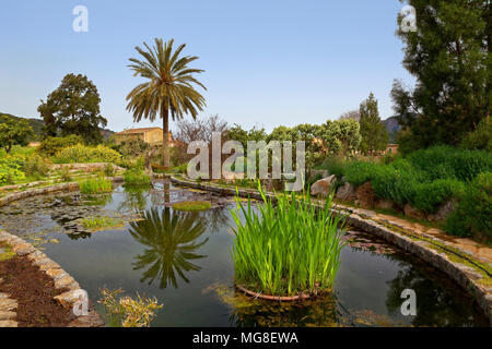 Laghetto in giardino con gigli, piante mediterranee, Giardino Botanico, Sóller, Serra de Tramuntana, Maiorca, isole Baleari, Spagna Foto Stock