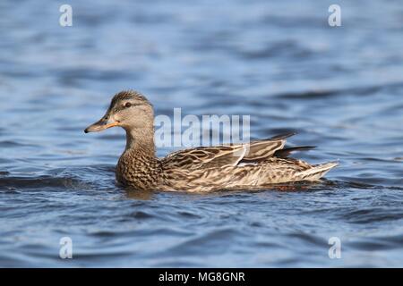 Una gallina Mallard duck Anas platyrhynchos nuoto su acqua blu Foto Stock