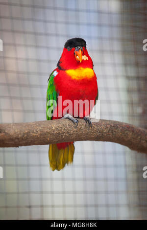 Purple-Naped Lory Foto Stock