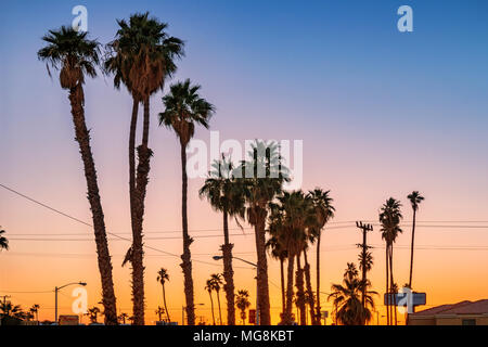 Silhouettte di palme in Blythe, Riverside County, California USA al tramonto Foto Stock